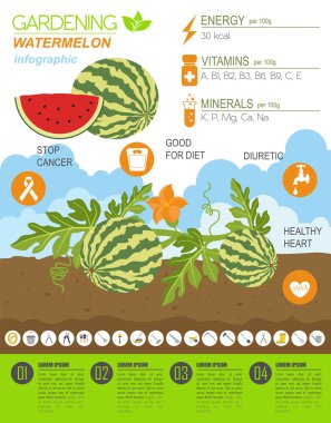 Infographic tarım bahçecilik iş. Karpuz. Grafik şablonu