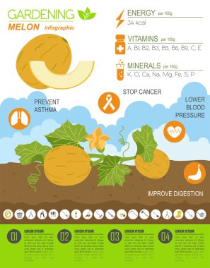 Infographic tarım bahçecilik iş. Kavun. Grafik şablonu. FL