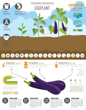 Infographic tarım bahçecilik iş. Patlıcan. Grafik şablonu.