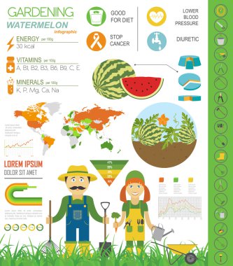 Infographic tarım bahçecilik iş. Karpuz. Grafik şablonu