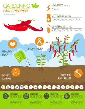 Infographic tarım bahçecilik iş. Biber biber. Grafik templa