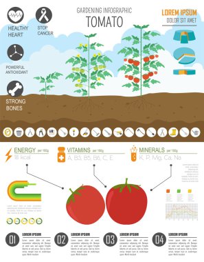 Infographic tarım bahçecilik iş. Domates. Grafik şablonu. F