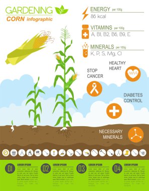 Infographic tarım bahçecilik iş. Mısır. Grafik şablonu. FLA