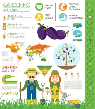 Infographic tarım bahçecilik iş. Erik. Grafik şablonu