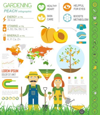 Infographic tarım bahçecilik iş. Şeftali. Grafik şablonu. FL