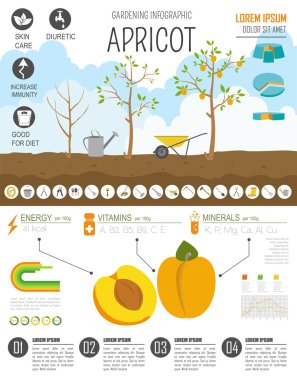 Infographic tarım bahçecilik iş. Kayısı. Grafik şablonu. 