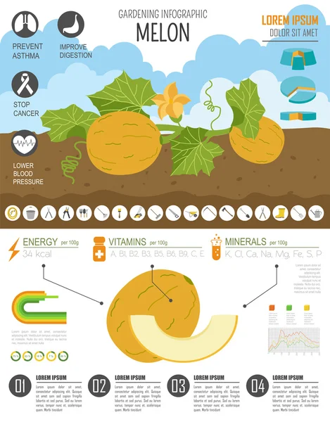 Gardening work, farming infographic. Melon. Graphic template. Fl — Stock Vector