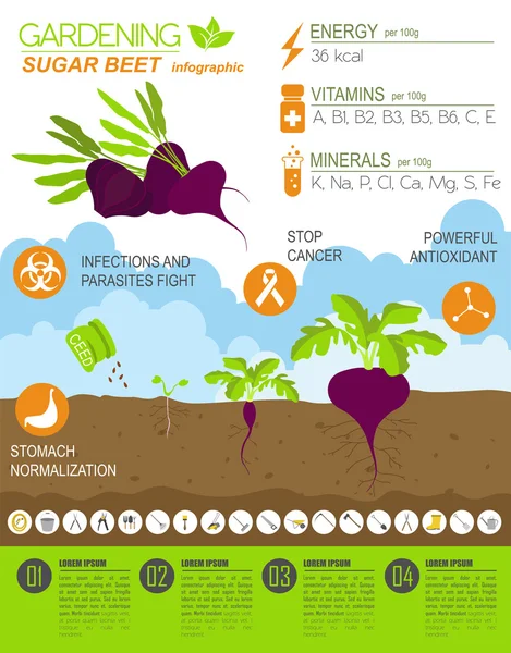 Kertészeti munka, mezőgazdasági infographic. Cukorrépa. Grafikus templat — Stock Vector