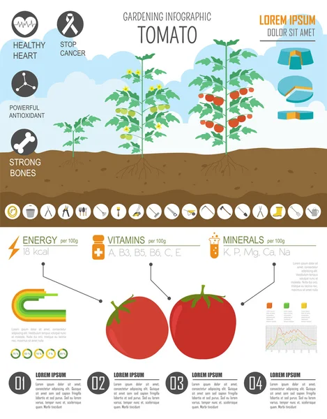 Trabajo de jardinería, infografía agrícola. Tomate. Plantilla gráfica. F — Archivo Imágenes Vectoriales