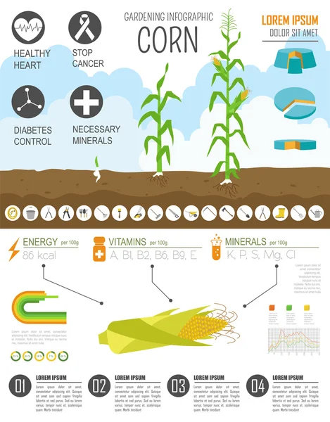园艺工作，农业信息图表。玉米。图形模板。Fla — 图库矢量图片