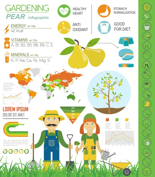 Gardening work, farming infographic. Pear. Graphic template. Fla — Stock Vector