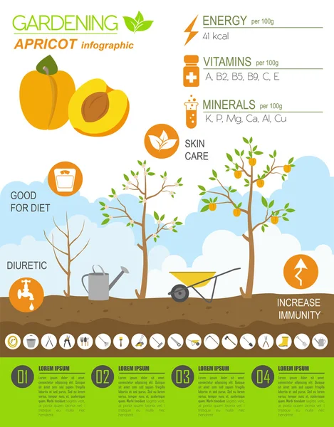 Kertészeti munka, mezőgazdasági infographic. Sárgabarack. Grafikus sablon. — Stock Vector