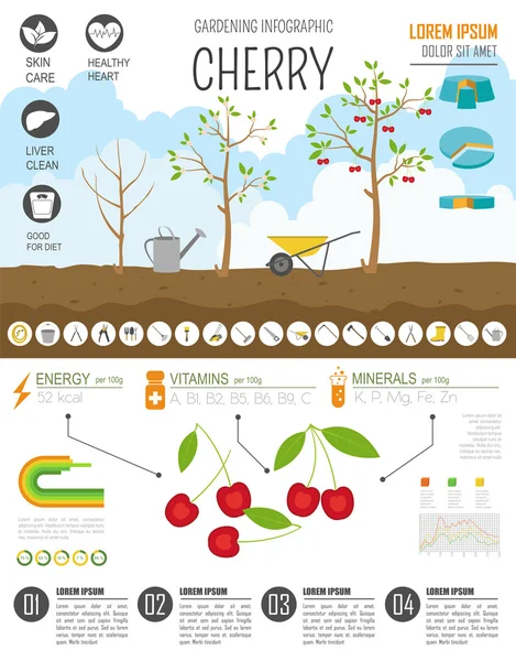 园艺工作，农业信息图表。樱桃树。图形模板。F — 图库矢量图片