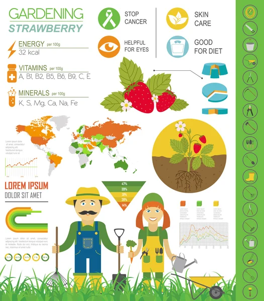 Gartenarbeit, landwirtschaftliche Infografik. Erdbeere. Grafische Templat — Stockvektor