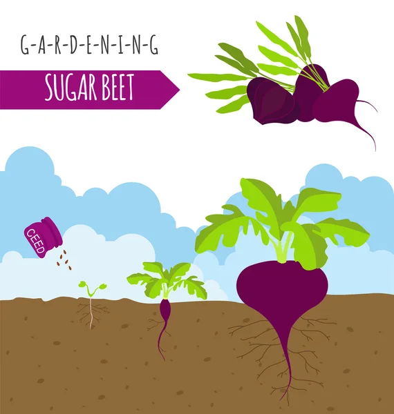 Trabalho de jardinagem, agricultura. Beterraba sacarina. Modelo gráfico. Estilo plano —  Vetores de Stock