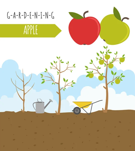 Trabalho de jardinagem, infográfico agrícola. Maçã. Modelo gráfico. Fl — Vetor de Stock
