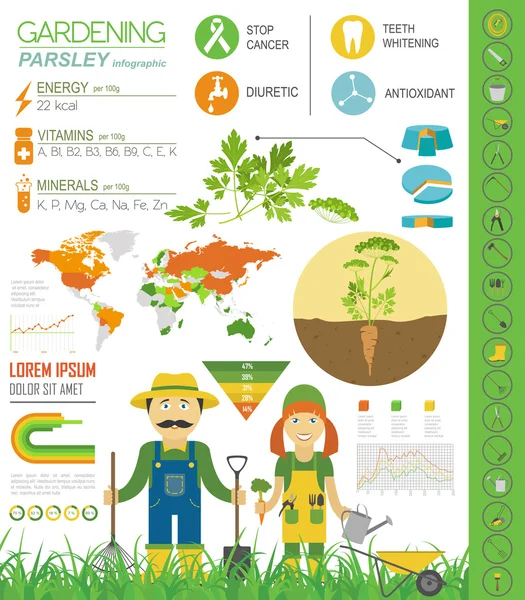 Trabajo de jardinería, infografía agrícola. Perejil. Plantilla gráfica — Archivo Imágenes Vectoriales