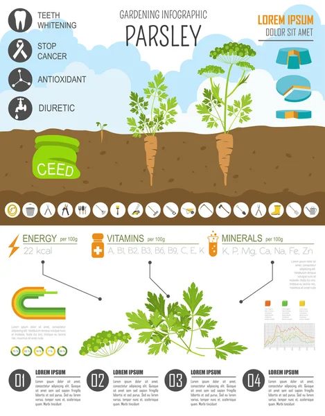 园艺工作，农业信息图表。欧芹。图形模板 — 图库矢量图片
