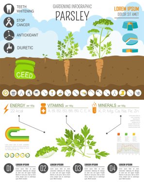 Infographic tarım bahçecilik iş. Maydanoz. Grafik şablonu