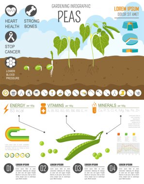 Infographic tarım bahçecilik iş. Bezelye. Grafik şablonu. 