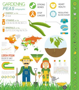 Infographic tarım bahçecilik iş. Bezelye. Grafik şablonu. 