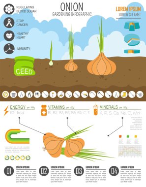 Infographic tarım bahçecilik iş. Soğan, grafik şablonu.