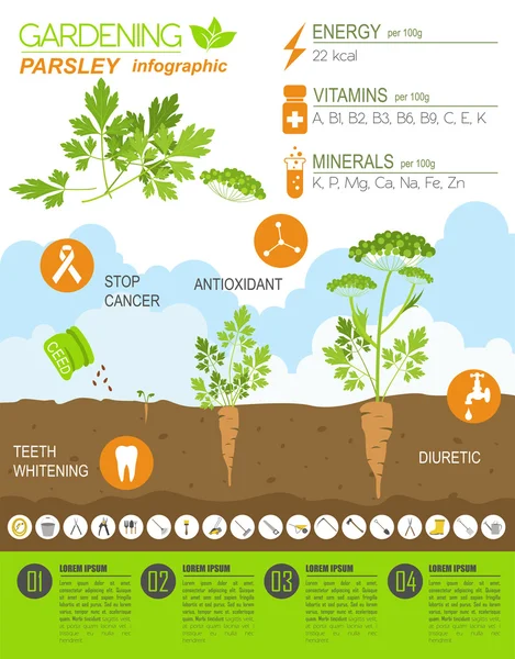 Trabajo de jardinería, infografía agrícola. Perejil. Plantilla gráfica — Vector de stock