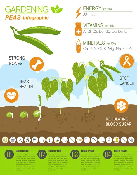 Tuinieren werk, landbouw infographic. Erwten. Grafische sjabloon. — Stockvector