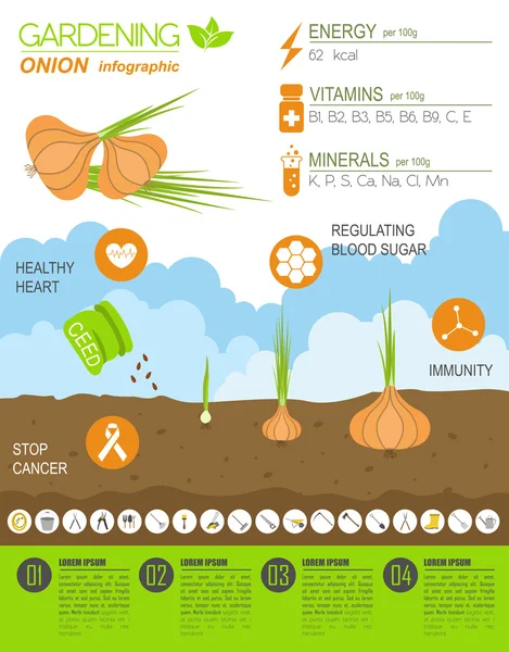 Gardening work, farming infographic. Onion, Graphic template. — Stock Vector