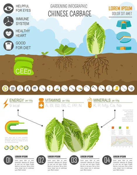 Tuinieren werk, landbouw infographic. Chinese kool. Grafisch te — Stockvector