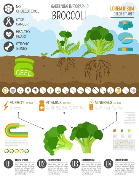 Travaux de jardinage, infographie agricole. Du brocoli. Modèle graphique . — Image vectorielle