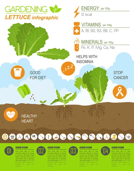 Trabalho de jardinagem, infográfico agrícola. Alface. Modelo gráfico . — Vetor de Stock