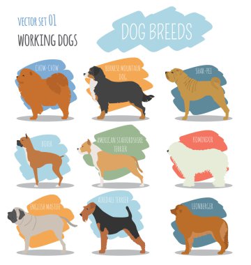 Dog breeds. Working (watching) dog set icon. Flat style clipart