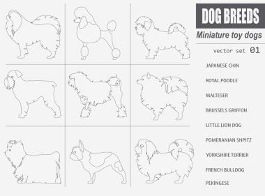 Köpek ırkları. Minyatür oyuncak köpek Icon set. Düz stil