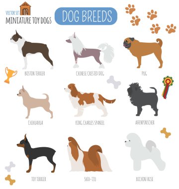 Köpek ırkları. Minyatür oyuncak köpek Icon set. Düz stil