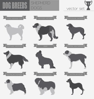 Köpek ırkları. Çoban köpeği Icon set. Düz stil