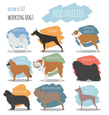 Köpek ırkları. (İzlerken) çalışma köpek Icon set. Düz stil