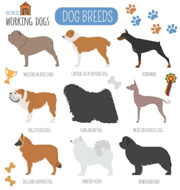 Köpek ırkları. (İzlerken) çalışma köpek Icon set. Düz stil