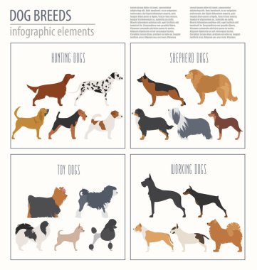 Köpek bilgi grafik şablonu. Heatlh bakım, veteriner, beslenme, exhibiti