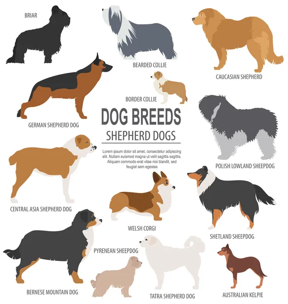 Des races de chiens. Ensemble de chiens de berger icône. Style plat — Image vectorielle