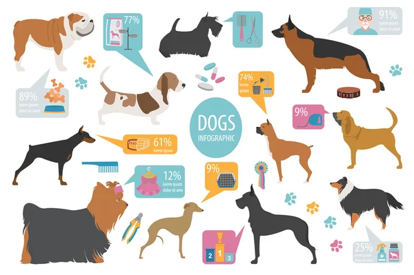 Información del perro plantilla gráfica. Heatlh cuidado, veterinario, nutrición, expositores — Vector de stock