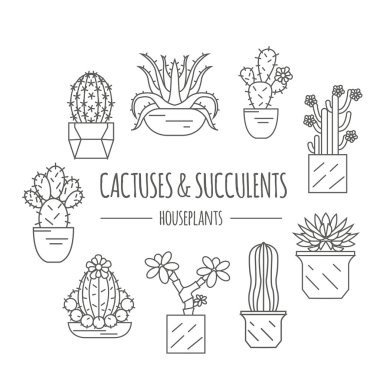 Kaktüsler ve succulents Icon set. Houseplants. İnce çizgili Tema