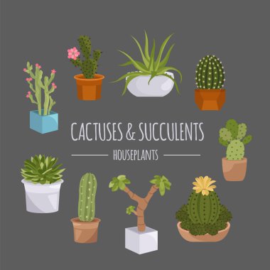 Kaktüsler ve succulents Icon set. Houseplants