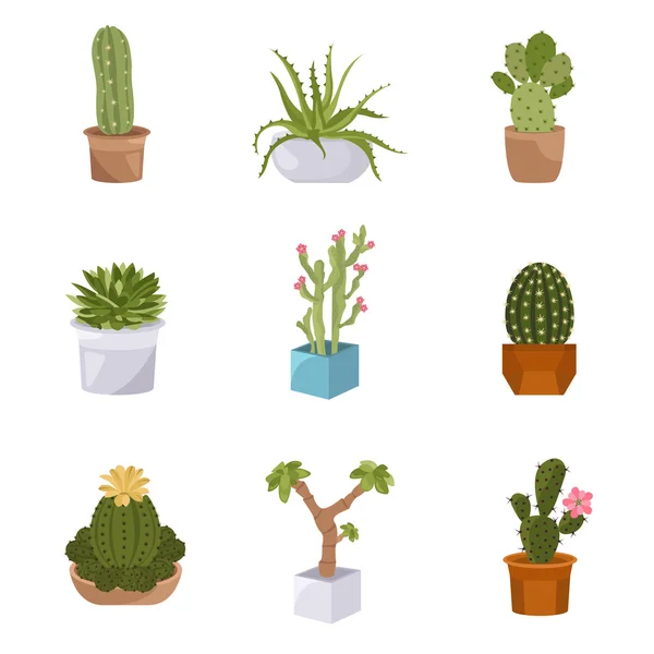 Cactuses and succulents icon set. Houseplants — Stock Vector