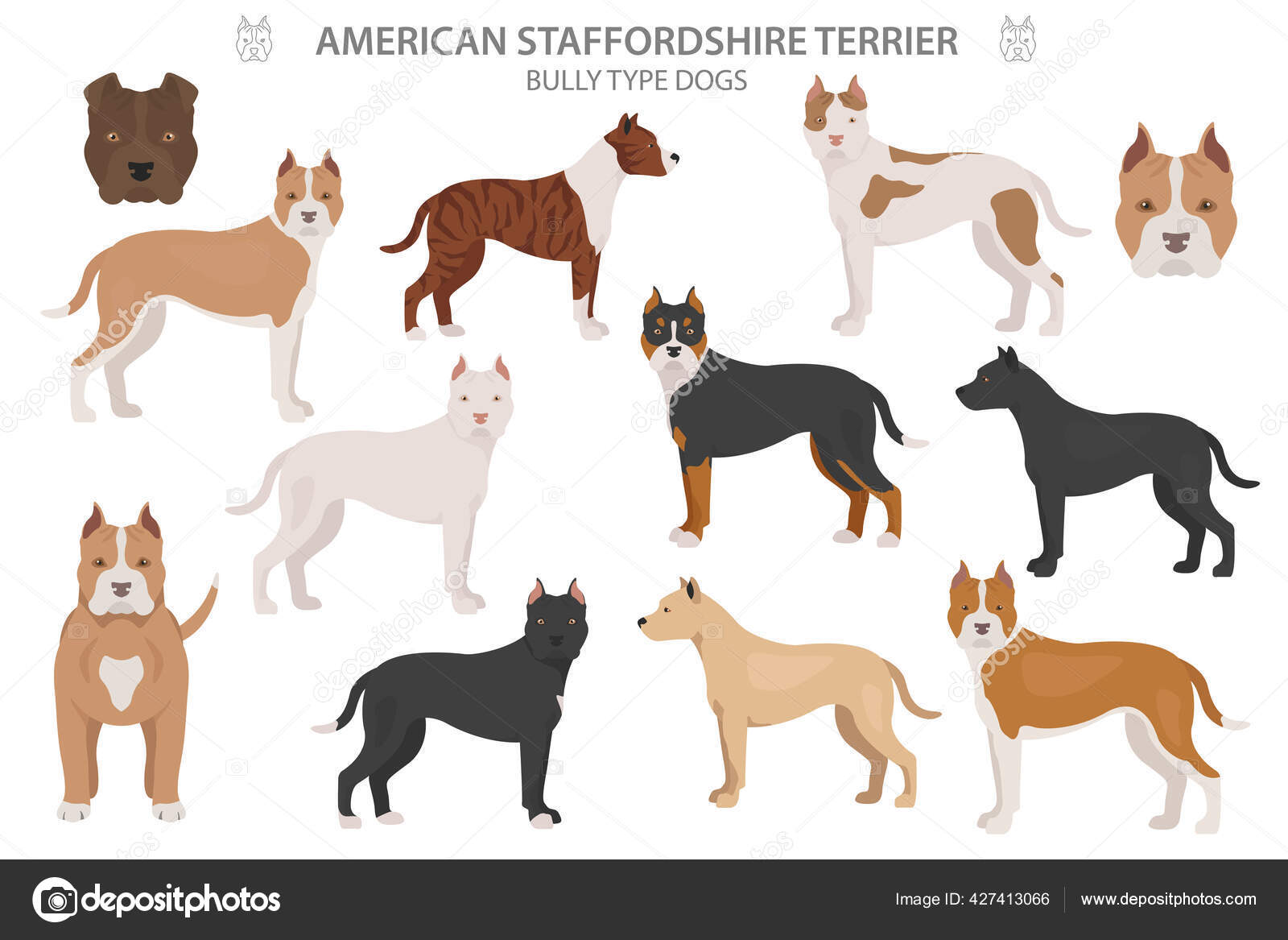 Pit Bull Type Dogs American Staffordshire Terrier Different
