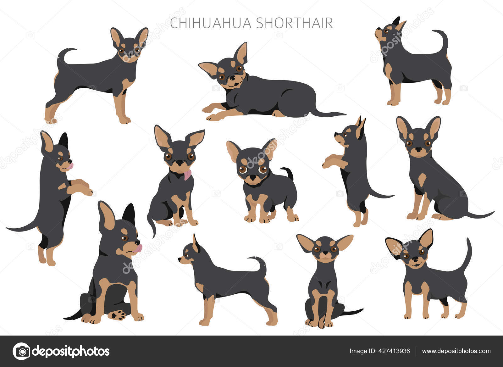 Chihuahua Kurzhaarストックベクター ロイヤリティフリーchihuahua Kurzhaarイラスト Depositphotos Chihuahua Kurzhaarストックベクター ロイヤリティフリーchihuahua Kurzhaarイラスト Depositphotos