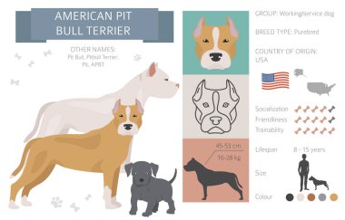 Amerikan pitbull teriyeri seti. Renk çeşitleri, farklı pozlar. Köpek bilgi koleksiyonu. Vektör illüstrasyonu