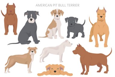 American pit bull terrier dogs set. Color varieties, different poses. Dogs infographic collection. Vector illustration clipart