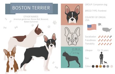 Boston Teriyer Infographic. Farklı ceket renkleri. Vektör illüstrasyonu