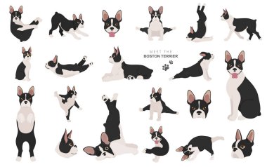 Boston Terrier Clipart 'ta. Köpek sağlıklı siluet ve yoga pozları. Vektör illüstrasyonu